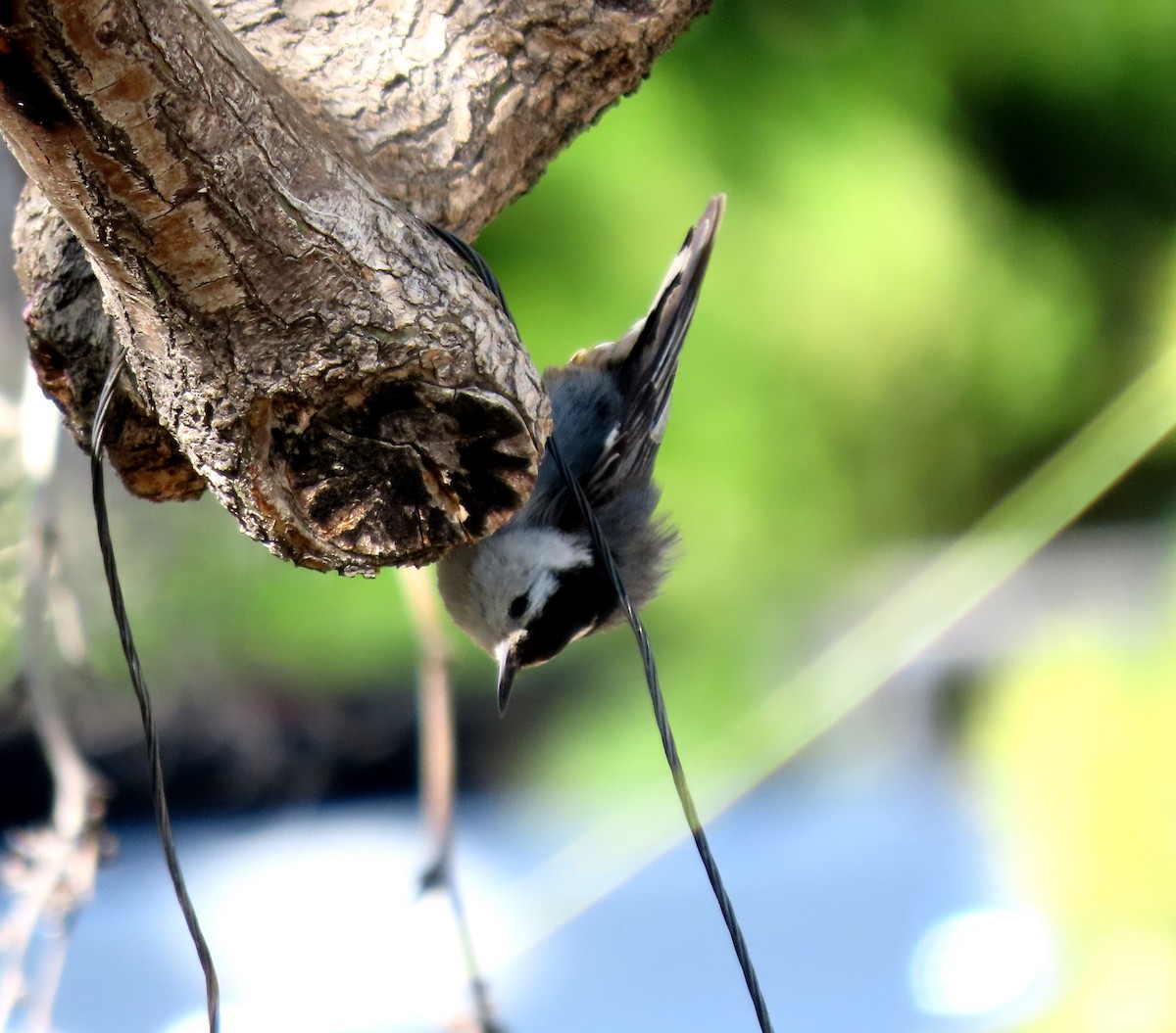 White-breasted Nuthatch - ML619576222