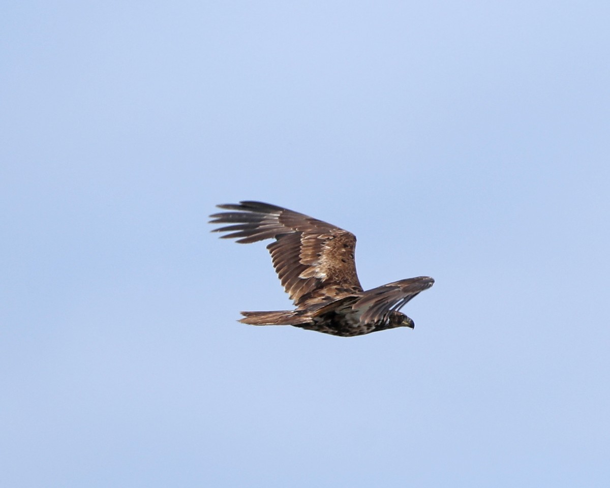 Bald Eagle - Susan Burkhart