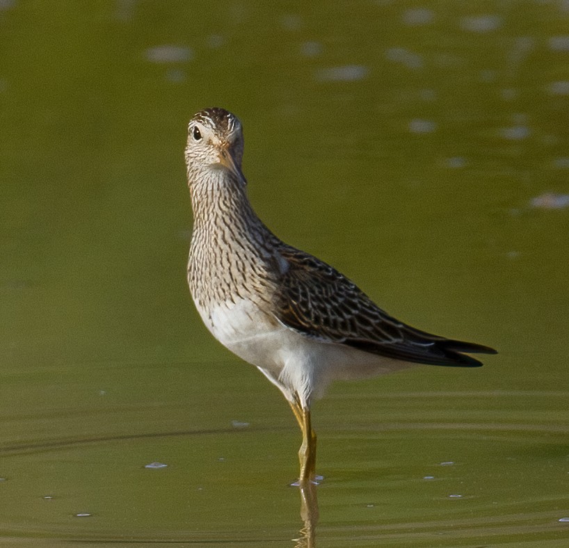 Pectoral Sandpiper - José Martín