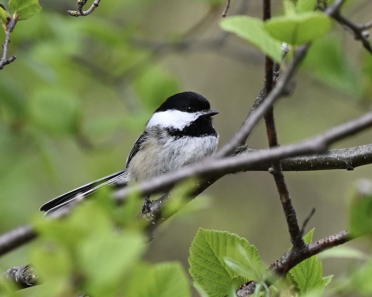 Black-capped Chickadee - Joe Wujcik