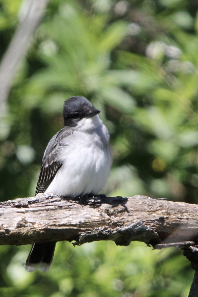 Eastern Kingbird - ML619576238