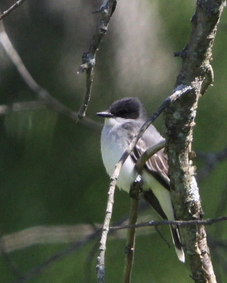 Eastern Kingbird - ML619576239