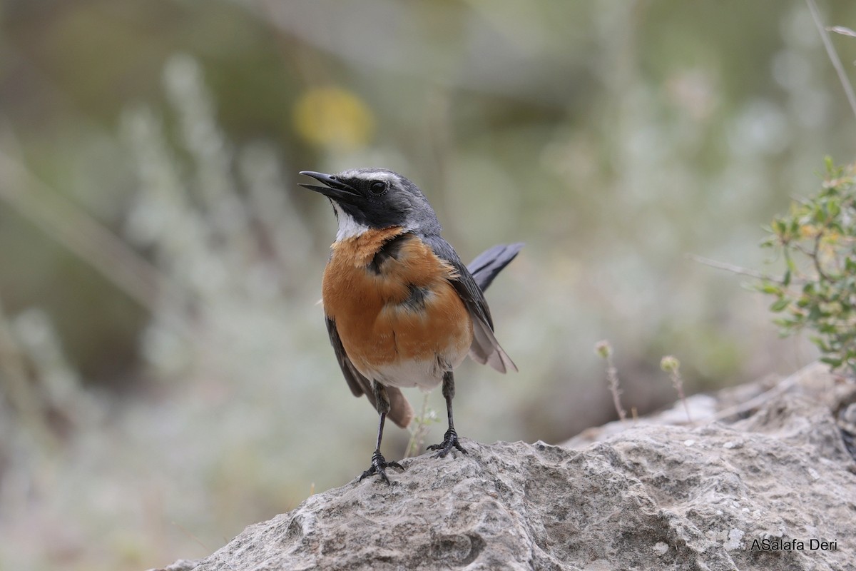 White-throated Robin - Fanis Theofanopoulos (ASalafa Deri)