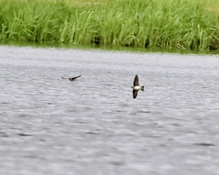 Northern Rough-winged Swallow - Joe Wujcik