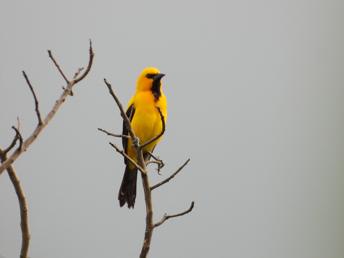 Yellow Oriole - Sergio Adrián  Murillo Montoya