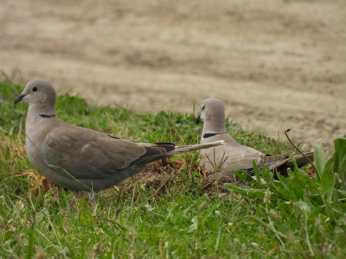 Eurasian Collared-Dove - George Watola