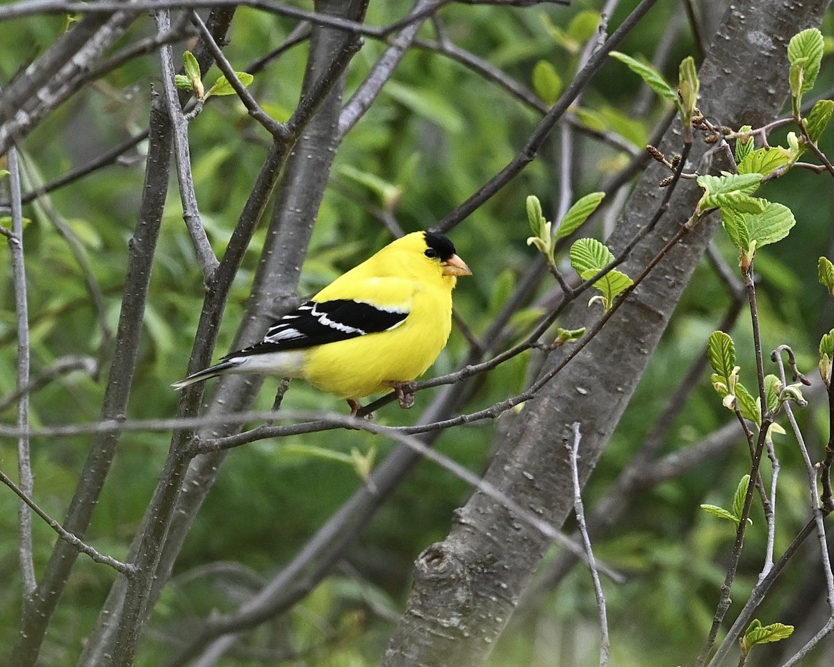 American Goldfinch - Joe Wujcik