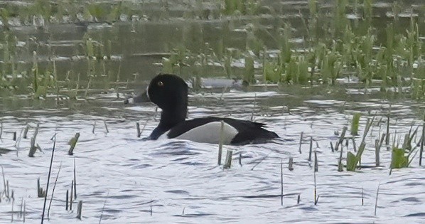 Ring-necked Duck - Georges Kleinbaum