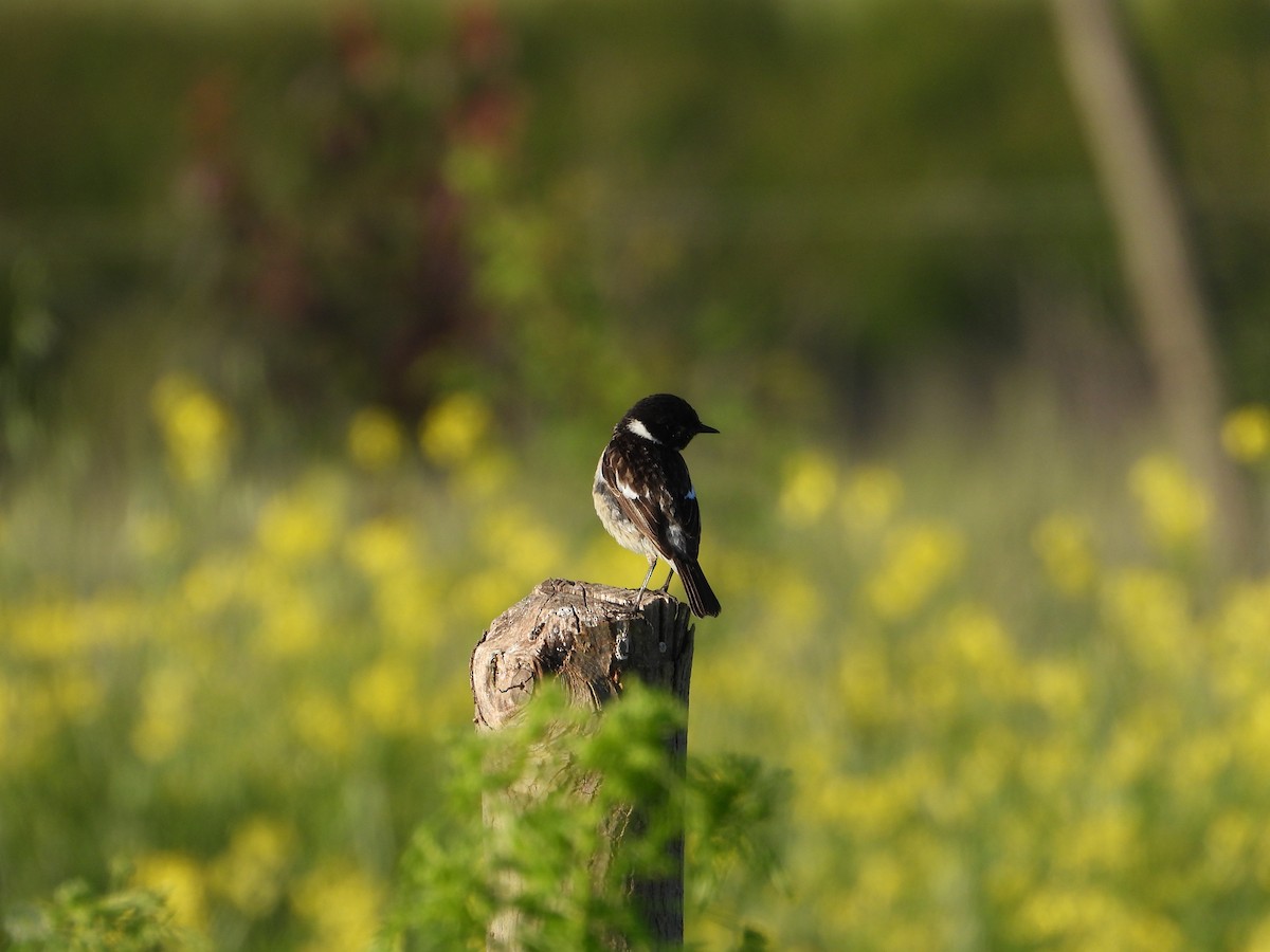 Siberian Stonechat (Siberian) - Josip Turkalj