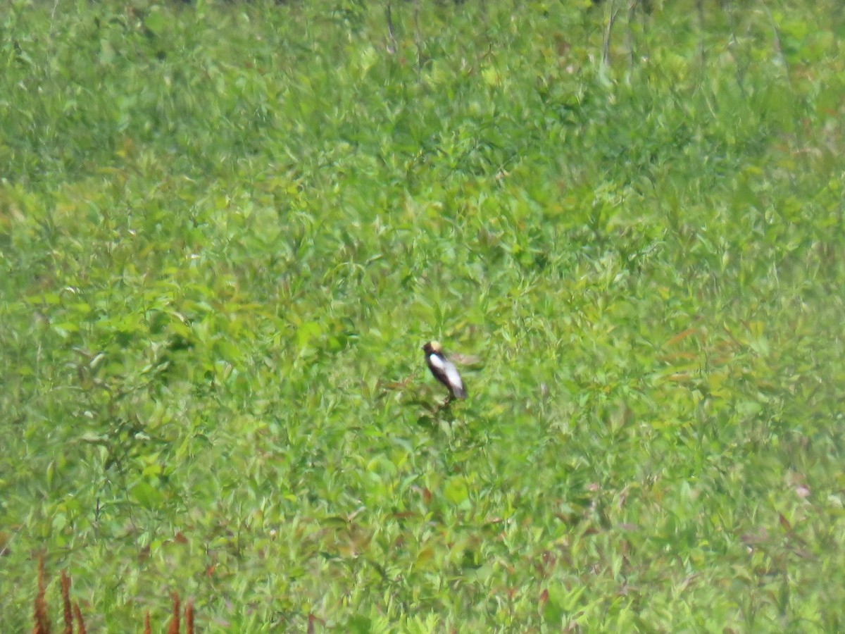 Bobolink - Lois Richardson