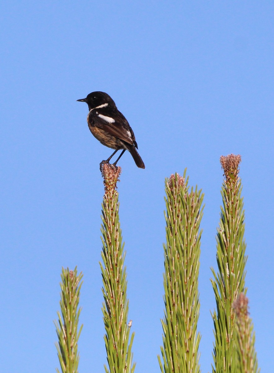 European Stonechat - Nelson Fonseca