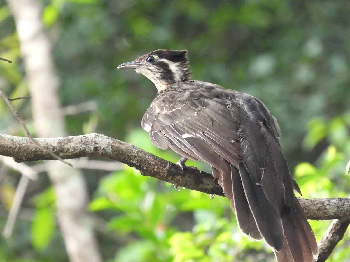 Pheasant Cuckoo - ML619576274