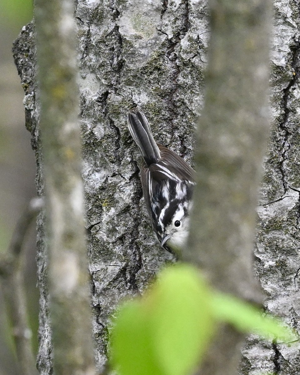 Black-and-white Warbler - Joe Wujcik