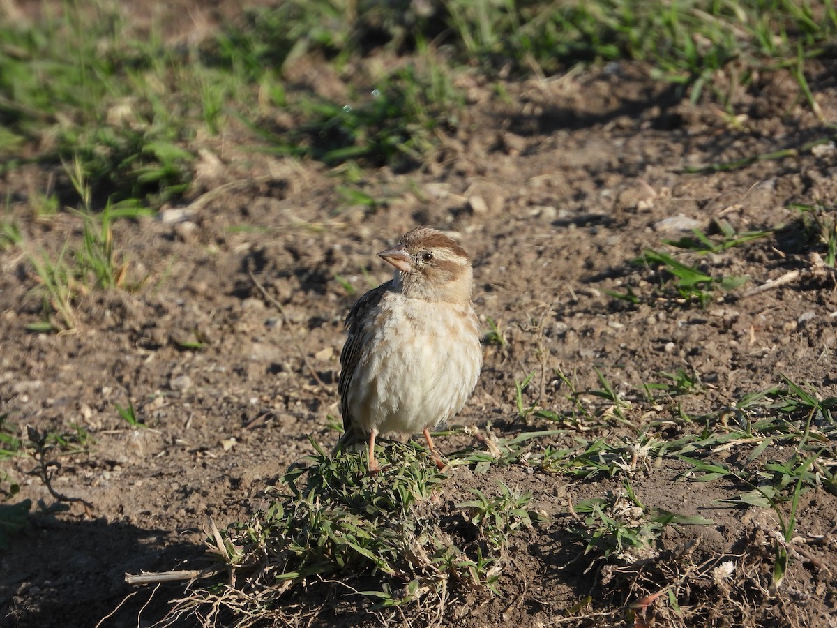 Rock Sparrow - Josip Turkalj