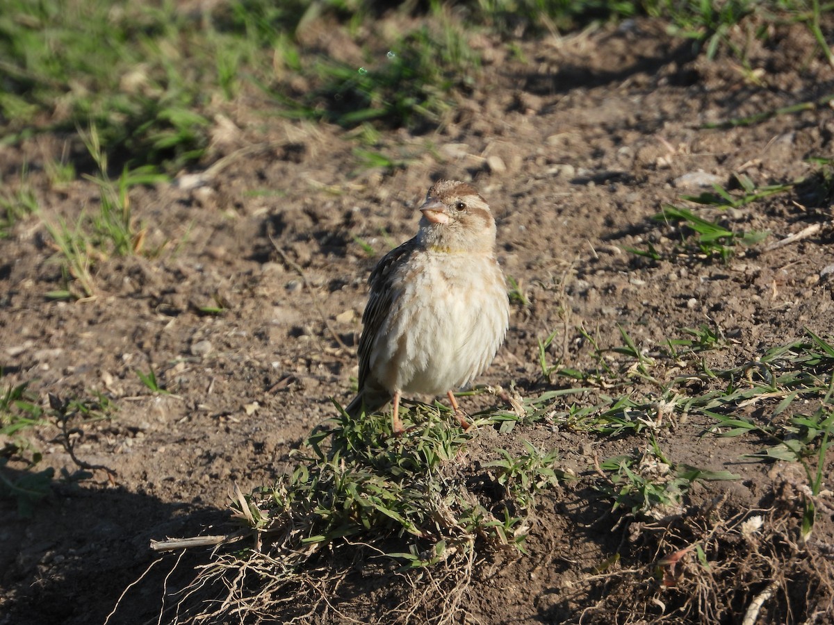 Rock Sparrow - Josip Turkalj