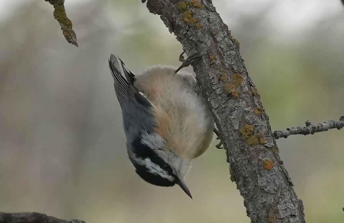 Red-breasted Nuthatch - Georges Kleinbaum