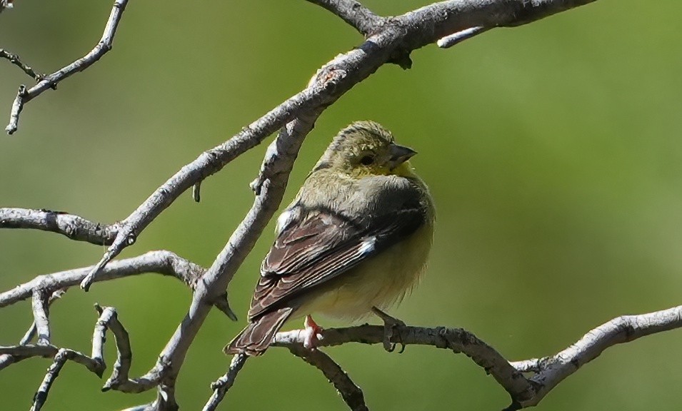 Lesser Goldfinch - Georges Kleinbaum