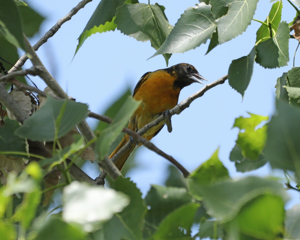 Baltimore Oriole - Susan Burkhart