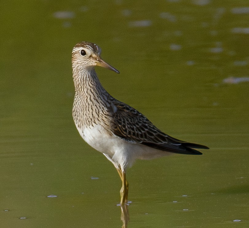 Pectoral Sandpiper - José Martín