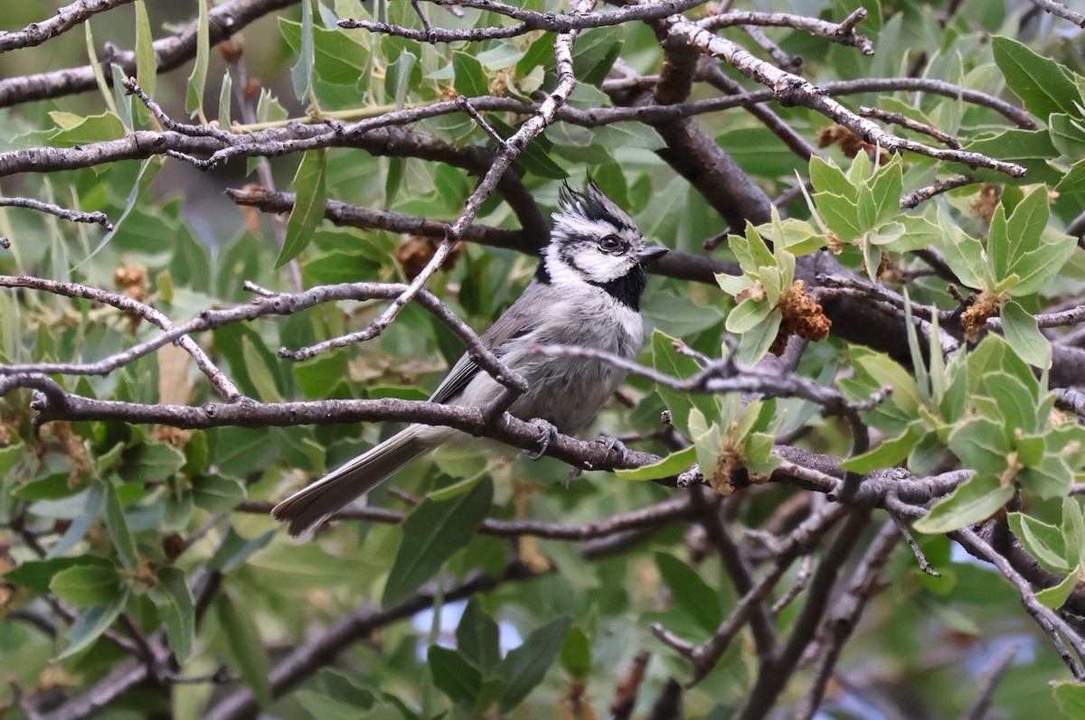 Bridled Titmouse - Tricia Vesely