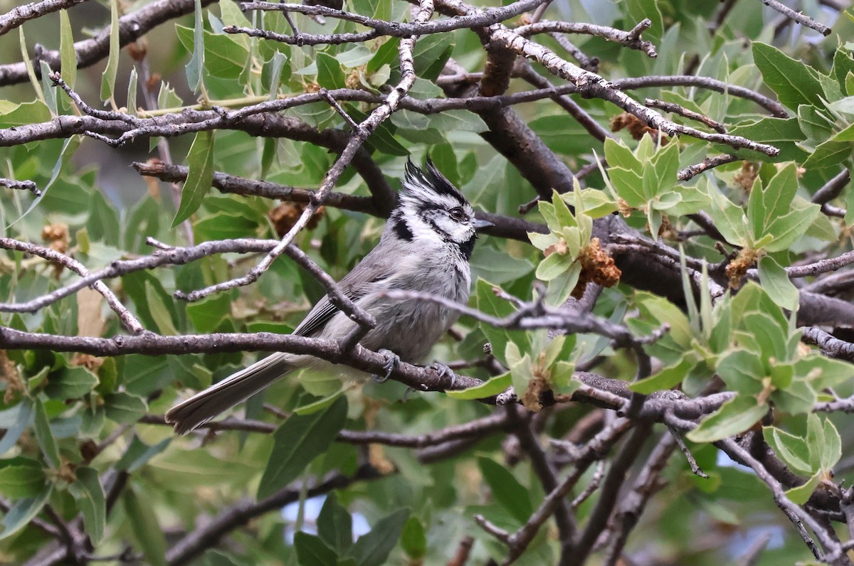 Bridled Titmouse - Tricia Vesely