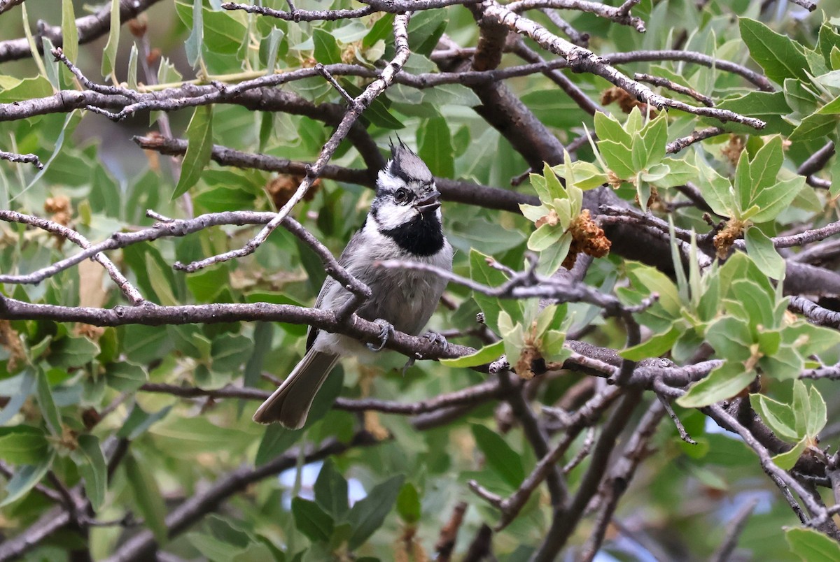 Bridled Titmouse - Tricia Vesely