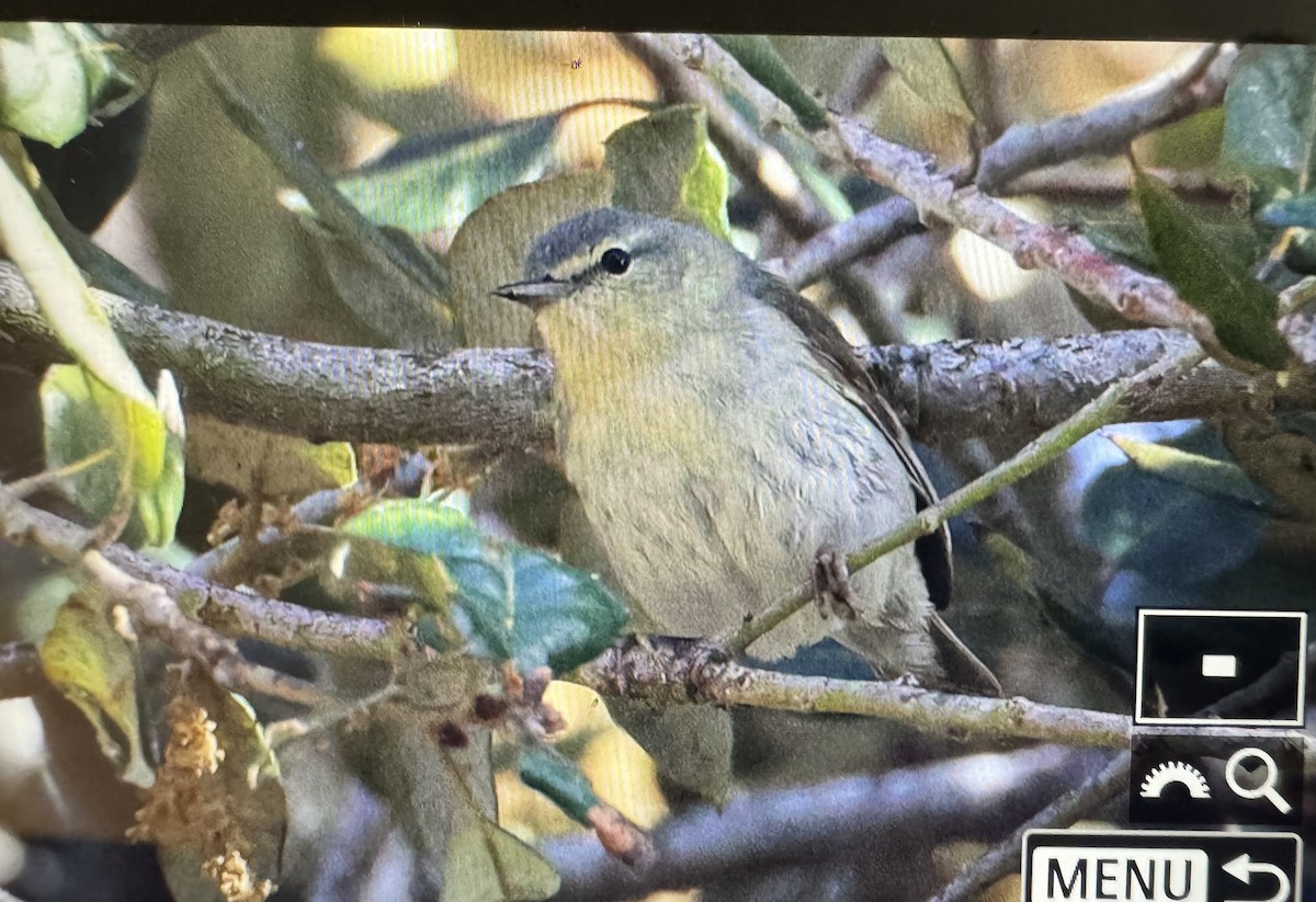 Tennessee Warbler - ML619576308