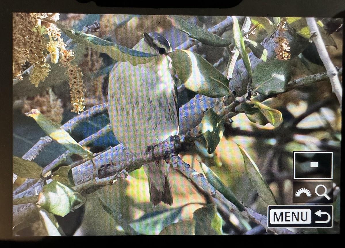 Tennessee Warbler - Alex Abela