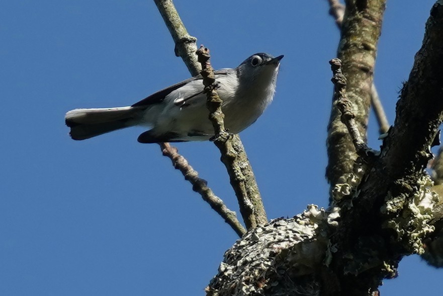 Blue-gray Gnatcatcher - Bob Yankou