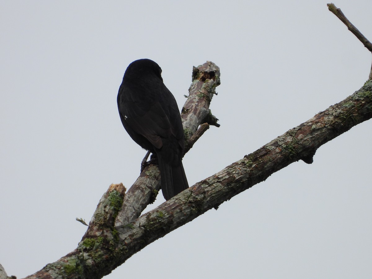 Large-billed Seed-Finch - ML619576317