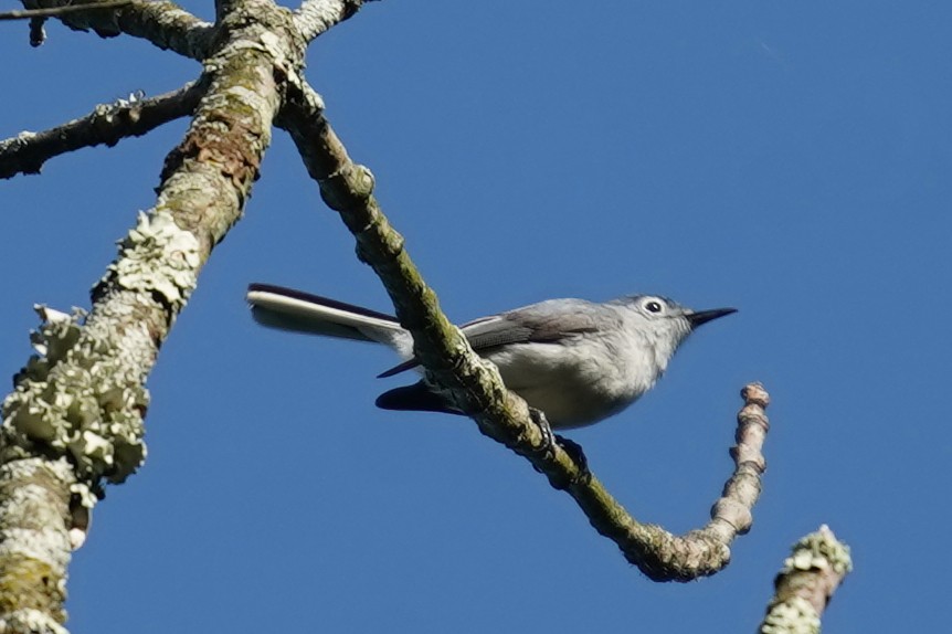 Blue-gray Gnatcatcher - ML619576318