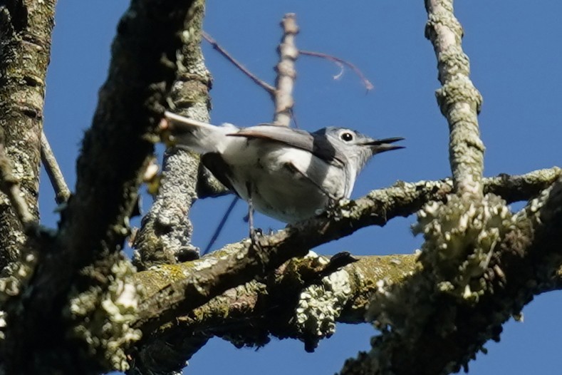 Blue-gray Gnatcatcher - ML619576319