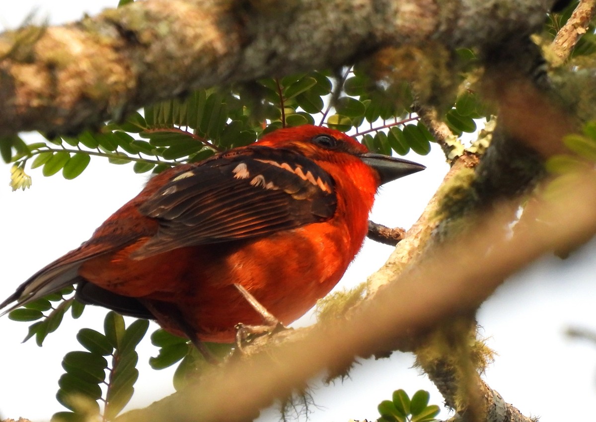 Flame-colored Tanager - Carlos Mancera (Tuxtla Birding Club)