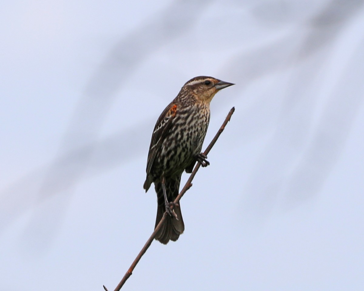 Red-winged Blackbird - Susan Burkhart