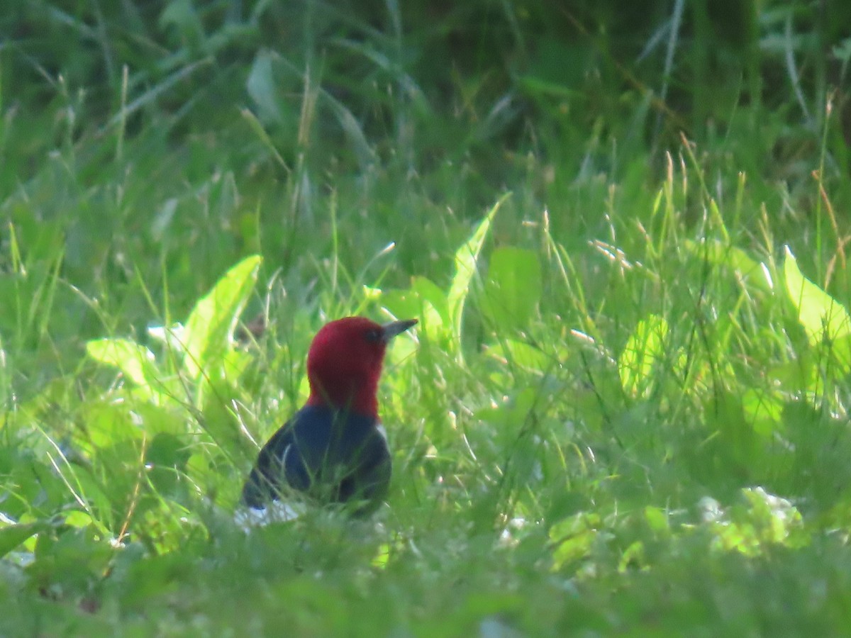 Red-headed Woodpecker - ML619576331