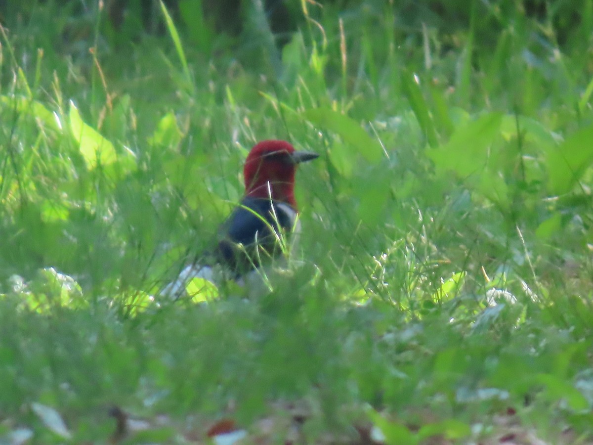 Red-headed Woodpecker - ML619576332