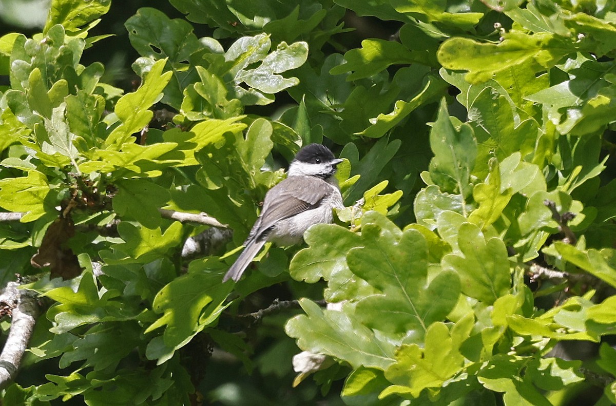 Marsh Tit - Paul Chapman