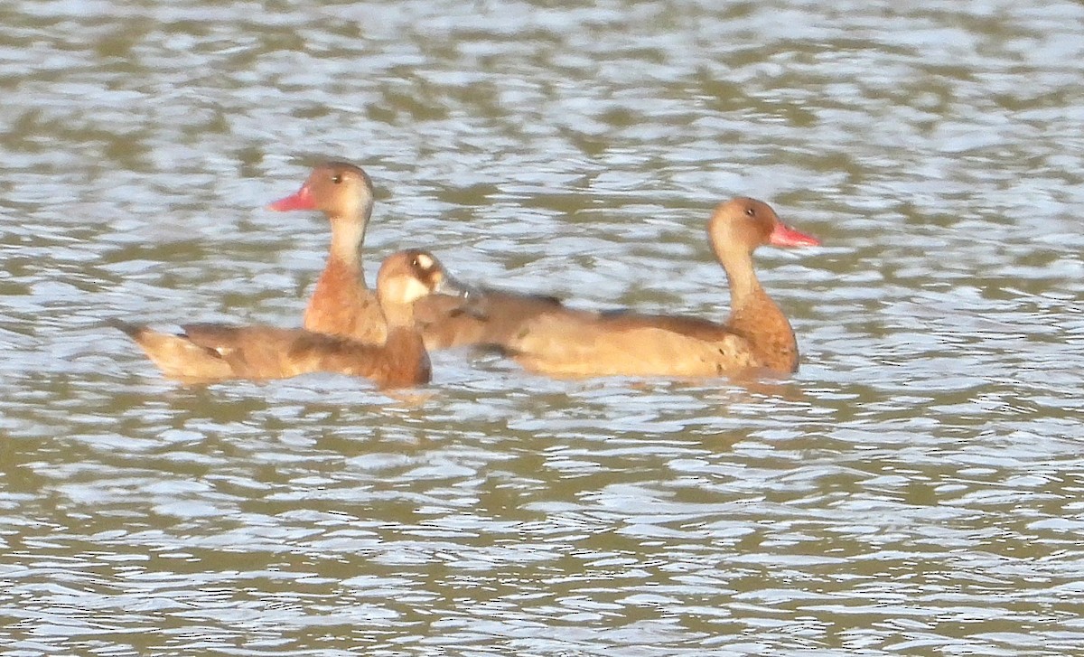 Pato Brasileño - ML619576334