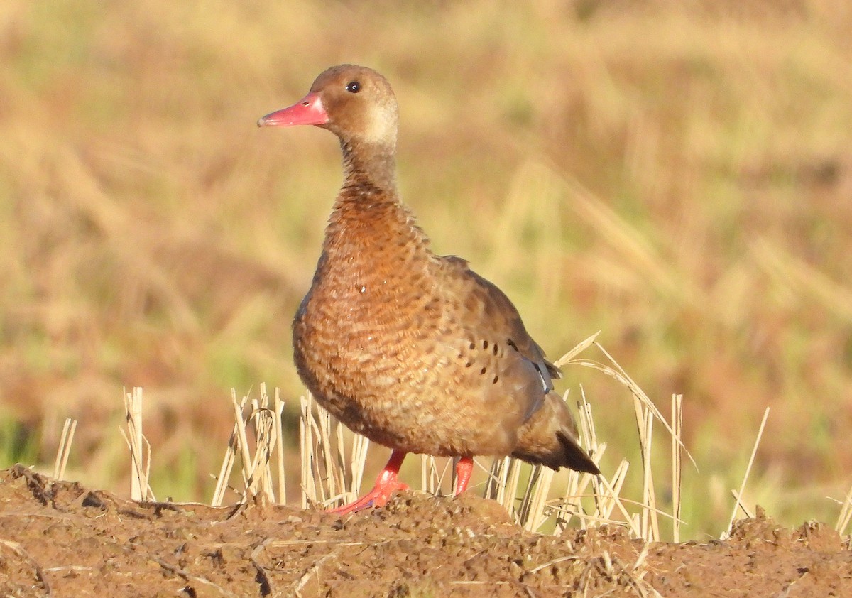 Pato Brasileño - ML619576335