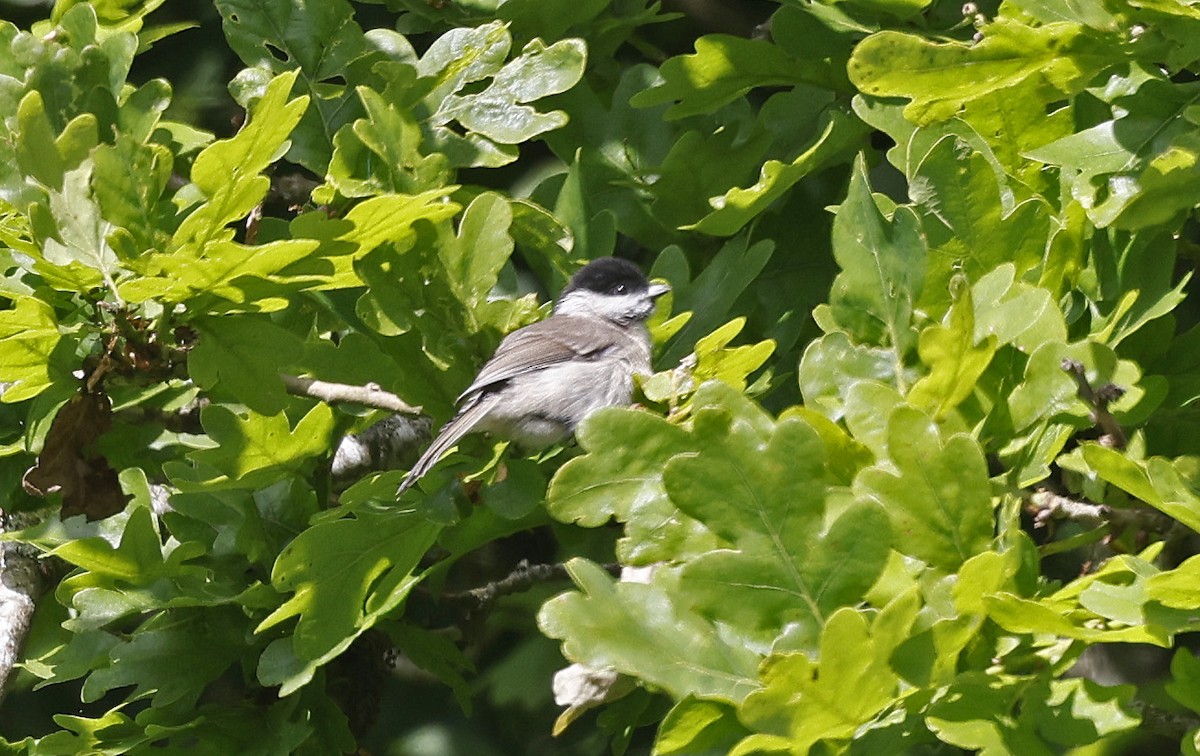 Marsh Tit - Paul Chapman