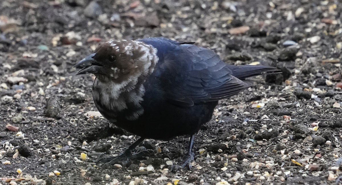 Brown-headed Cowbird - Georges Kleinbaum