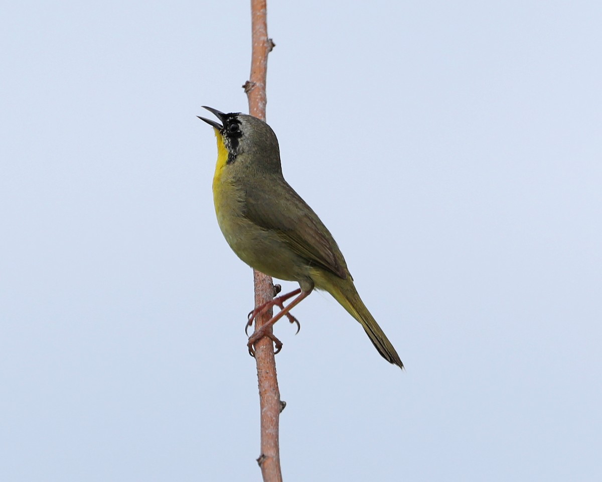 Common Yellowthroat - Susan Burkhart