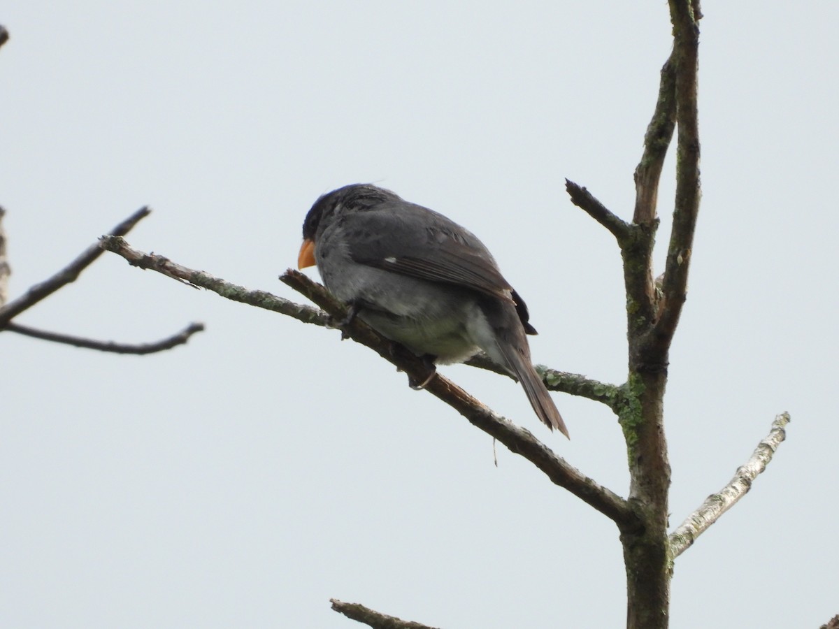 Gray Seedeater - Sergio Adrián  Murillo Montoya