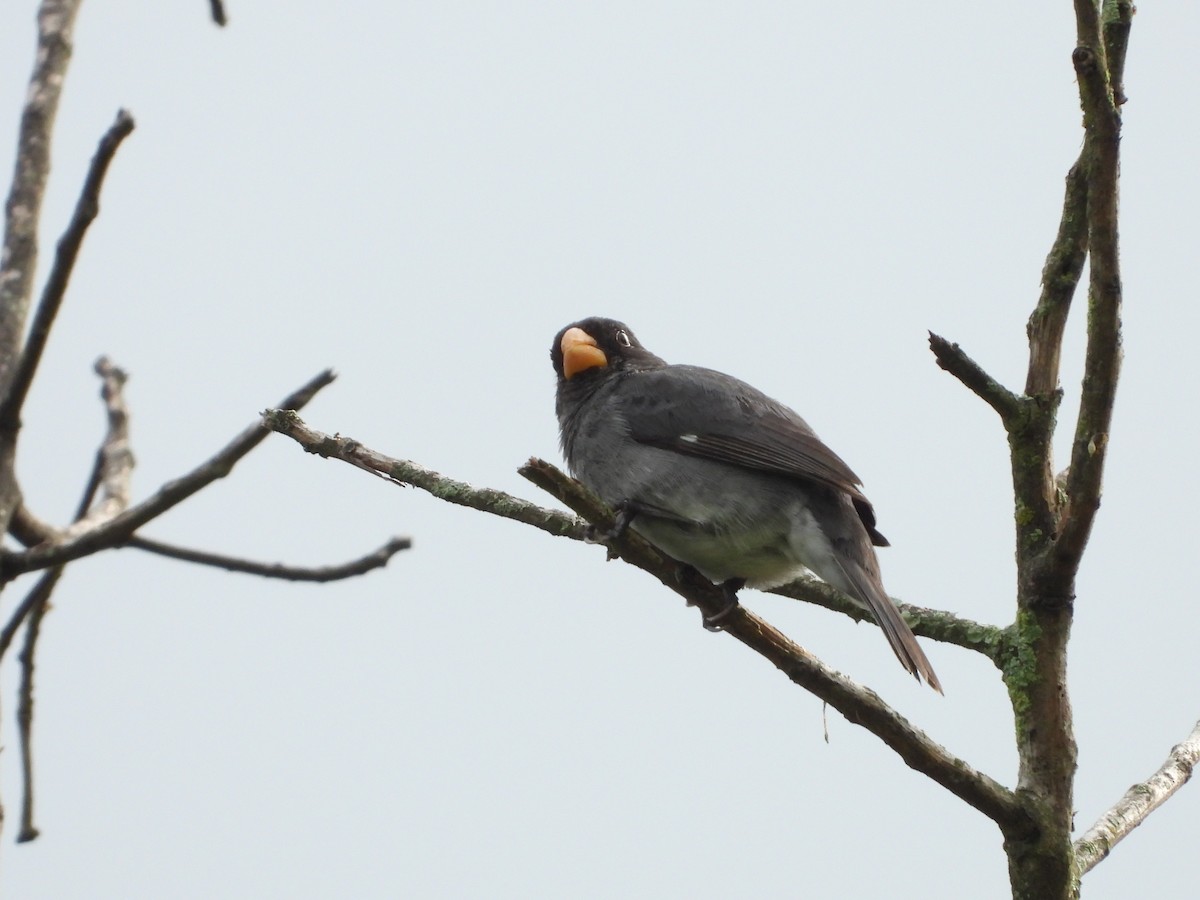 Gray Seedeater - ML619576346