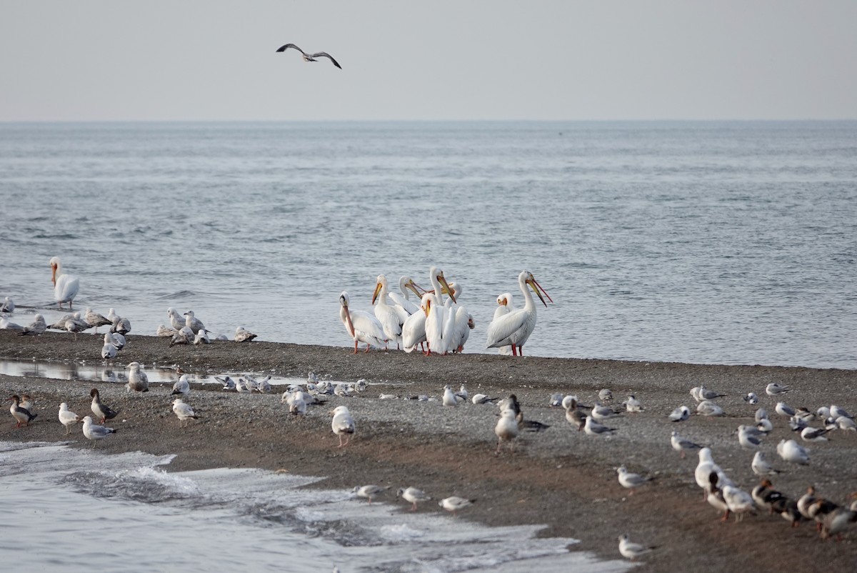 American White Pelican - Andrew Bailey