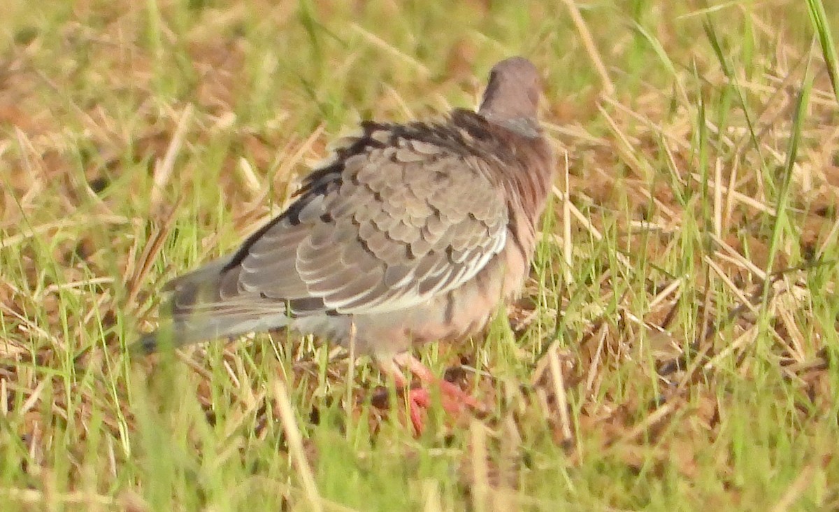 Picazuro Pigeon - Miguel Angelo Biz