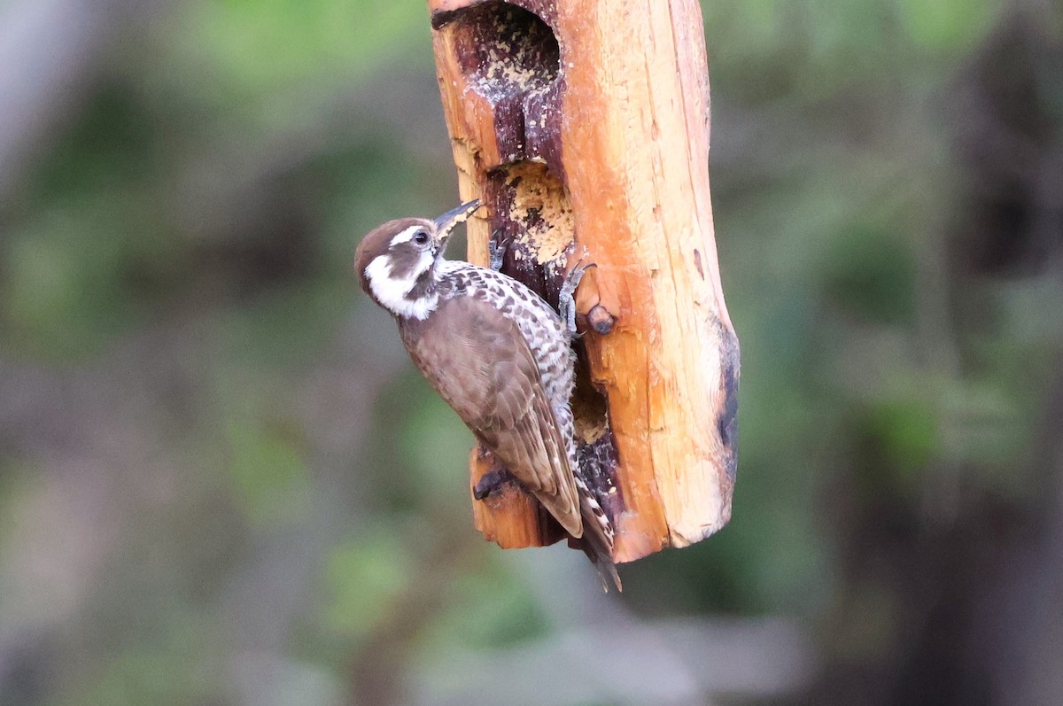 Arizona Woodpecker - Tricia Vesely