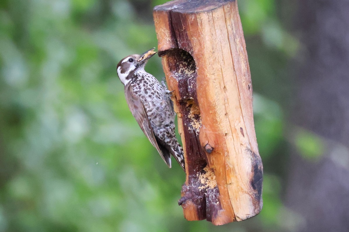 Arizona Woodpecker - Tricia Vesely