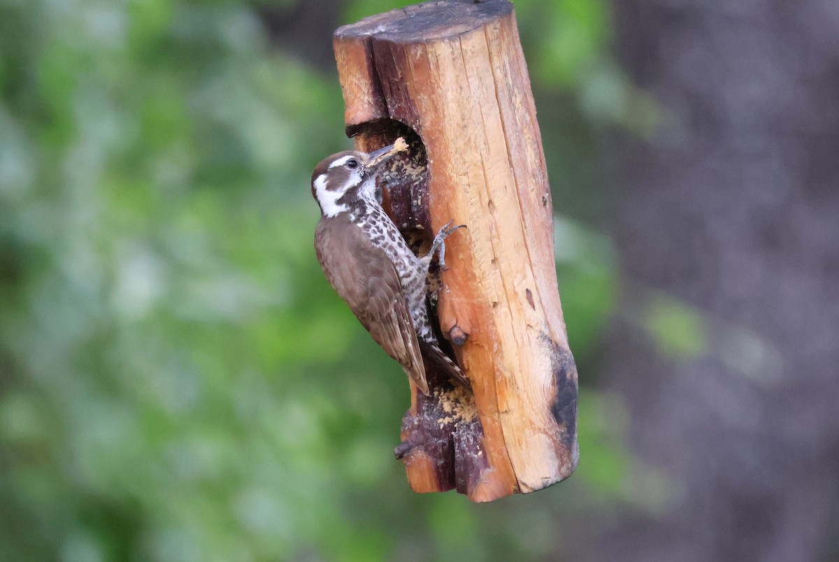 Arizona Woodpecker - Tricia Vesely