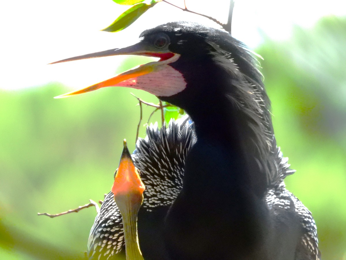 Amerika-Schlangenhalsvogel - ML619576356